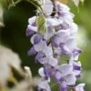 Blauweregen (Wisteria Sinensis 'Caroline') -Aanbiedingen Groene Hekken Winkel wisteriacaroline02