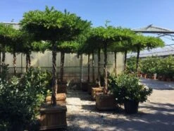 Blauwe Regen Als Dakboom (Wisteria Chinensis 'Blue Sapphire')