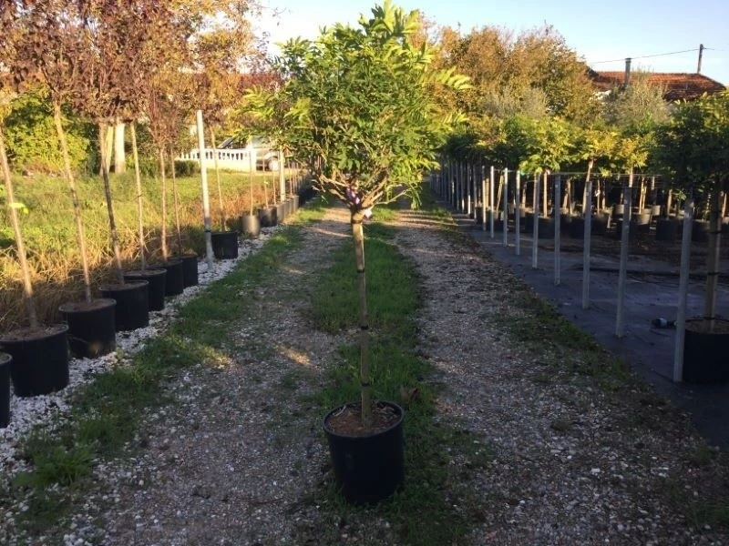 Blauwe Regen Als Halfstam (Wisteria Floribunda 'Issai') 4 Blauwe Regen Als Halfstam (Wisteria Floribunda 'Issai') - Afbeelding 2