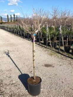 Blauwe Regen Als Halfstam (Wisteria Floribunda 'Issai') 7 Blauwe Regen Als Halfstam (Wisteria Floribunda 'Issai') -Aanbiedingen Groene Hekken Winkel wisteriaflorissaihalfstam02 1