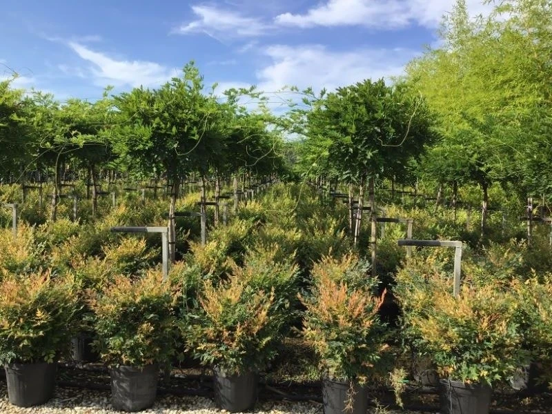 Blauwe Regen Als Halfstam (Wisteria Floribunda 'Issai') 3 Blauwe Regen Als Halfstam (Wisteria Floribunda 'Issai')