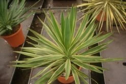 Palmlelie (Yucca Gloriosa 'Variegata') -Aanbiedingen Groene Hekken Winkel yucca gloriosa variegata
