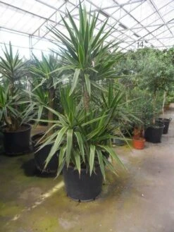 Palmlelie (Yucca Gloriosa 'Variegata') -Aanbiedingen Groene Hekken Winkel yucca gloriosa variegata 150 200 c110