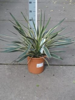 Palmlelie (Yucca Gloriosa 'Variegata') -Aanbiedingen Groene Hekken Winkel yucca gloriosa variegata c10