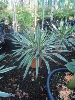 Palmlelie (Yucca Gloriosa 'Variegata') -Aanbiedingen Groene Hekken Winkel yucca gloriosa variegatum c10