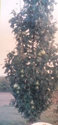Zuil-peer (Pyrus Communis 'Obelisk') -Aanbiedingen Groene Hekken Winkel zuil peer pyrus communis obelisk pyrus communis obelisk c8d 2