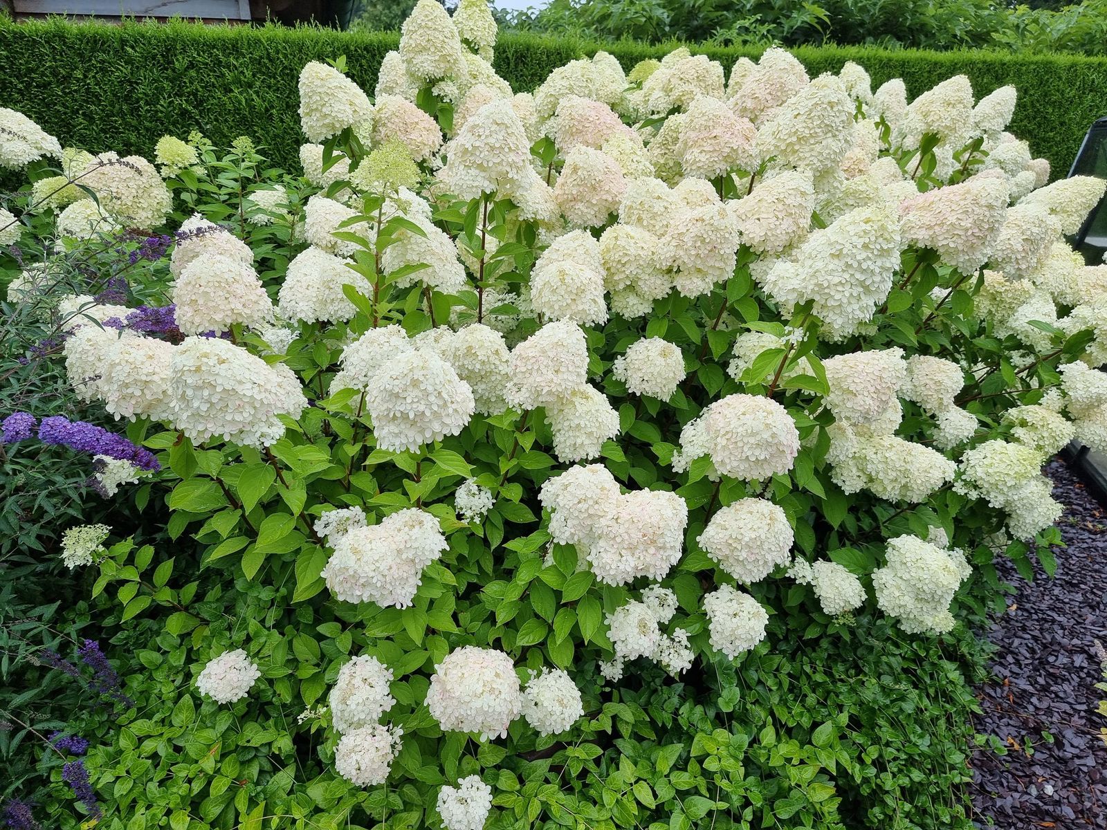 Aanbiedingen Groene Hekken Winkel -Aanbiedingen Groene Hekken Winkel Pluimhortensia Hydrangea Paniculata