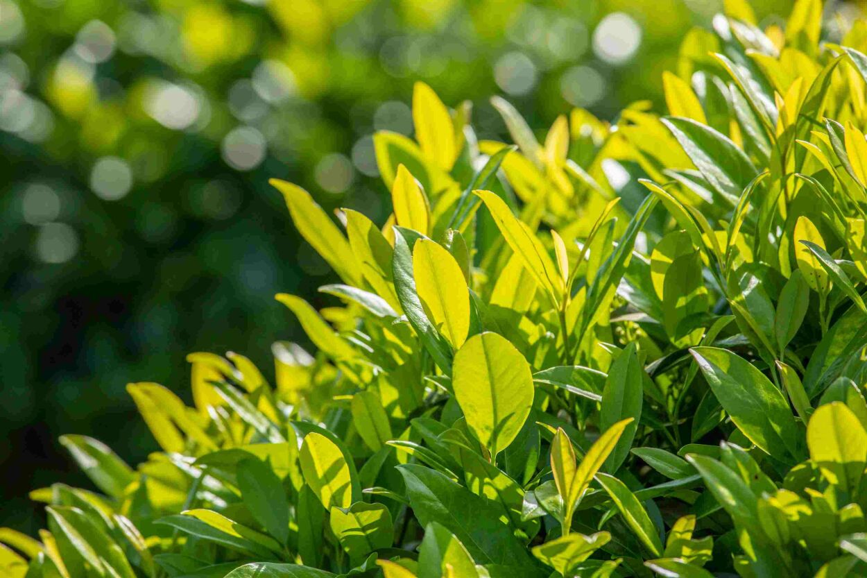 Aanbiedingen Groene Hekken Winkel -Aanbiedingen Groene Hekken Winkel haagplanten