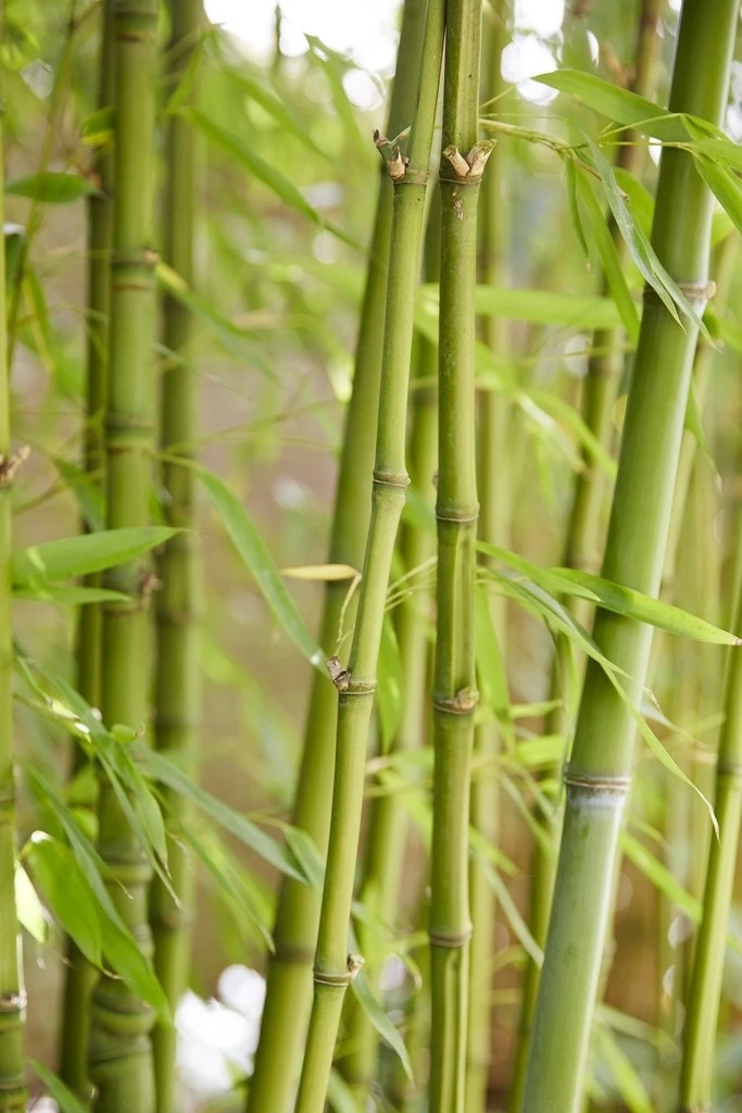 Aanbiedingen Groene Hekken Winkel 34 Aanbiedingen Groene Hekken Winkel -Aanbiedingen Groene Hekken Winkel phyllostachys aurea 1