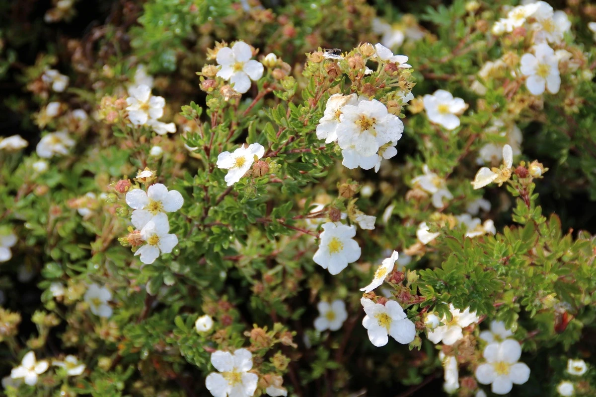 Aanbiedingen Groene Hekken Winkel -Aanbiedingen Groene Hekken Winkel potentilla frut. abbotswood 1 1